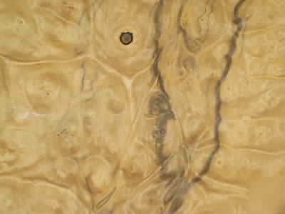 Myrtle burl veneer 16 sq ft lot 3105